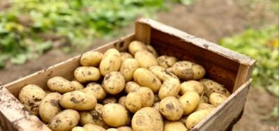 1kg de Pomme de Terre Primeur de la Baie de Somme – Récoltée à la Main – Précommande