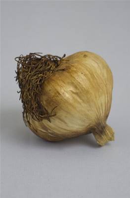 Tête d'ail d'ARLEUX fumé à l'ancienne 