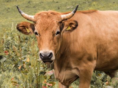 Pure graisse de boeuf des Flandres