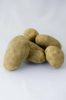 Pommes de terre Bintje brossées non lavées - Achat vrac au kg